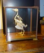 opgezet skelet van duif vogel in vitrine, Ophalen
