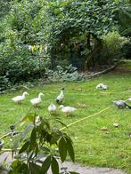 Eenden, Dieren en Toebehoren, Pluimvee, Meerdere dieren, Eend