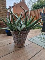 Aloë Vera Plant - Geneeskrachtig & Decoratief, Tuin en Terras, Planten | Tuinplanten, Ophalen