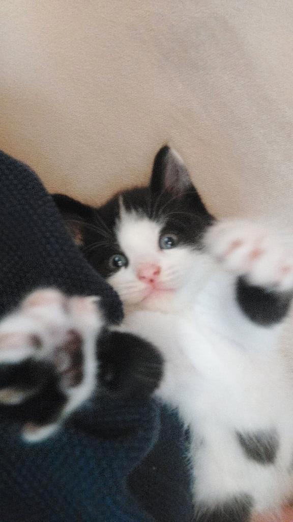 Half main coon., Dieren en Toebehoren, Katten en Kittens | Overige Katten