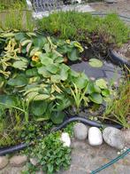 vijverbak met inhoud vissen waterlelies zuurstof planten...., Gebruikt, Ophalen