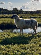 Schoonebeker ooi, Dieren en Toebehoren, Vrouwelijk, Schaap, 0 tot 2 jaar