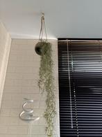 Hangplant decoratie, Huis en Inrichting, Kamerplanten, Ophalen, In pot, Halfschaduw, Minder dan 100 cm