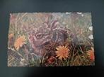 Konijn in het gras, paardebloemen, gelopen, 1964., Verzamelen, Ansichtkaarten | Dieren, Verzenden, 1960 tot 1980, Gelopen, Knaagdier