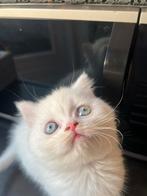 Mooie Britse korthaar kat, Dieren en Toebehoren, Kater