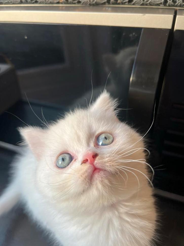 Mooie Britse korthaar kat, Dieren en Toebehoren, Katten en Kittens | Raskatten | Langhaar, Kater