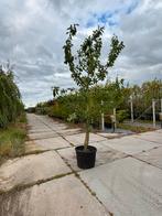 Prachtige kersen bomen, Tuin en Terras, Overige soorten, Ophalen, Volle zon, In pot