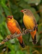 Goudbuikjes, Dieren en Toebehoren, Vogels | Overige Vogels, Mannelijk, Tropenvogel, Geringd
