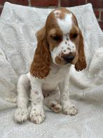 Engelse Cocker Spaniël, België, Particulier, Reu, 8 tot 15 weken