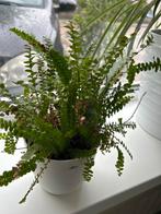 Groene Varen in Pot, gratis of ruilen, Ophalen, Overige soorten, Halfschaduw, In pot