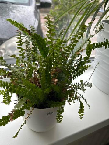 Groene Varen in Pot, gratis of ruilen beschikbaar voor biedingen