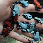 Adelphobates galactonotus 'Rood' en 'Blauw', Amfibie, 0 tot 2 jaar