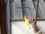 Penant, Dieren en Toebehoren, Meerdere dieren, Parkiet