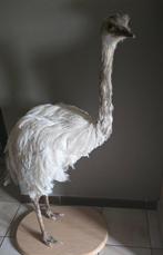 Opgezette dieren en vogels met unieke grote stukken, Ophalen of Verzenden, Nieuw, Vogel, Opgezet dier