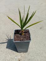 Chamaerops Humilis Europese dwerg palm, Overige soorten, Volle zon, Vaste plant, Ophalen of Verzenden