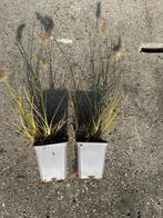 Pennisetum Little Bunny - lampenpoetsergras Siergras, Tuin en Terras, Ophalen, Volle zon, Vaste plant, Siergrassen