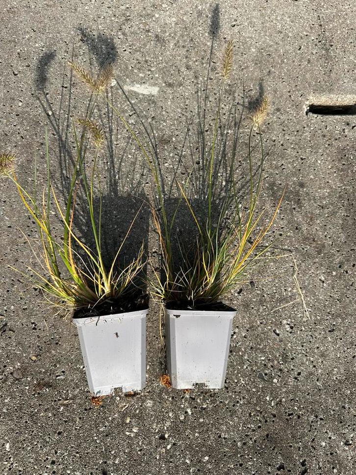 Pennisetum Little Bunny - lampenpoetsergras Siergras, Tuin en Terras, Planten | Tuinplanten, Vaste plant, Siergrassen, Volle zon