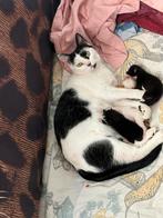 2 poesjes en 2 katers te reserveren, Dieren en Toebehoren, Katten en Kittens | Overige Katten, Meerdere dieren, Kortharig, 0 tot 2 jaar