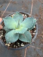 Potatorom stukje, Tuin en Terras, Planten | Tuinplanten, Ophalen of Verzenden, Overige soorten, Volle zon