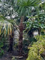 2 Trachycarpus Fortunei Winterharde Palmen, Tuin en Terras, Lente, 100 tot 250 cm, Palmboom, Ophalen