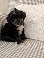 🐾 Unieke YORKIPOO puppy's / puppies 🐶🐕🐶🐕, Poedel, Rabiës (hondsdolheid), 8 tot 15 weken, Meerdere