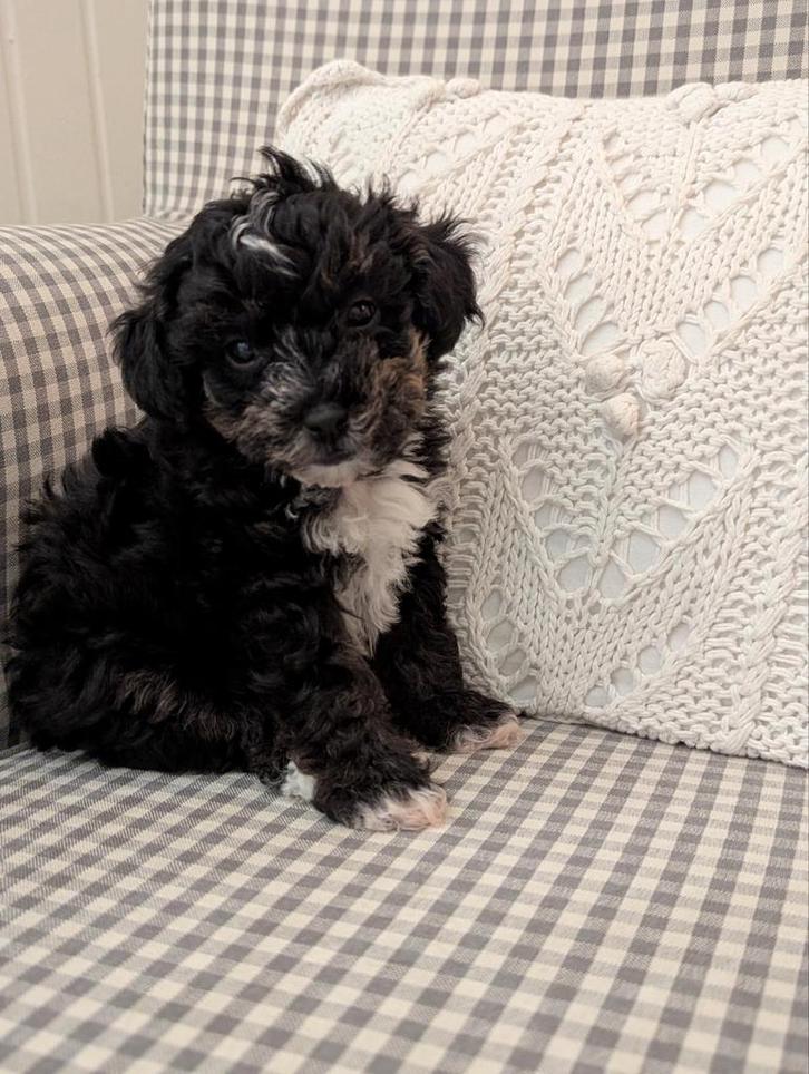 🐾 Unieke YORKIPOO puppy's 🐶🐕, Dieren en Toebehoren, Honden | Chihuahua's en Gezelschapshonden, Meerdere dieren, Poedel, Particulier