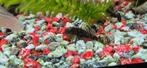 Algeneters / pleco's, Dieren en Toebehoren, Vissen | Aquariumvissen, Vis, Zoetwatervis