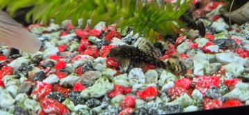 Algeneters / pleco's beschikbaar voor biedingen