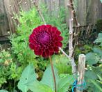 Dahlia ruilen omgeving Apeldoorn, Tuin en Terras, Bloembollen en Zaden, Ophalen, Volle zon, Knol