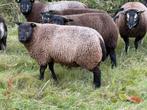 Blauwe texelaar ramlam, Dieren en Toebehoren, Schapen, Geiten en Varkens, Mannelijk, Schaap, 0 tot 2 jaar