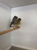 Te koop gevraagd div kooi en volière vogels, Dieren en Toebehoren, Vogels | Overige Vogels