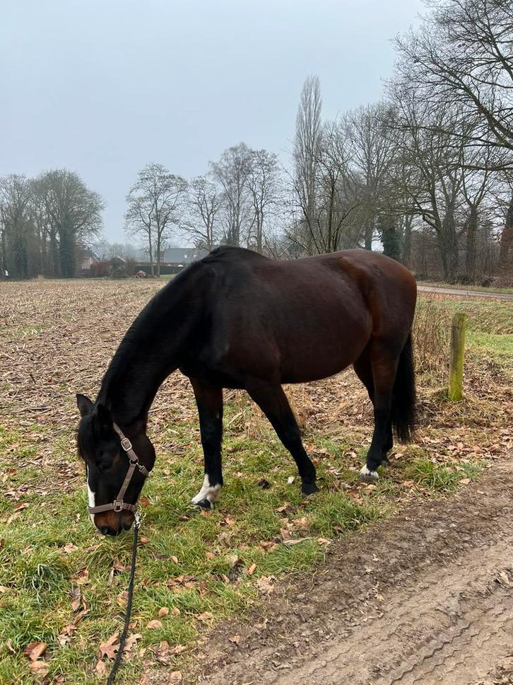 Verzorgster gezocht, Dieren en Toebehoren, Paarden en Pony's | Verzorgingsproducten, Gebruikt, Ophalen