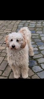 Poedel middenslag 1,5 jaar HERPLAATSEN MAX 35KM V beesd, Reu, 1 tot 2 jaar, Eén hond, Nederland