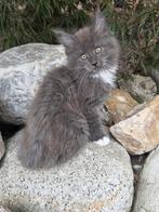 Mainecoon kittens, Dieren en Toebehoren, Katten en Kittens | Raskatten | Langhaar, Meerdere dieren, Gechipt