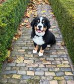Berner senner pup, Reu, 8 tot 15 weken, Eén hond, Nederland