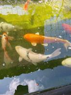 Mooie koikarper zwart met wit 60cm, Dieren en Toebehoren, Vissen | Vijvervissen, Karper of Koi