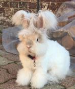 GEZOCHT !!!   ANGORA KONIJN, Dieren en Toebehoren, Ophalen of Verzenden