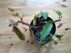 Begonia Tamaya kleine stippenplant kamerplant OPHALEN, Ophalen, Overige soorten, Minder dan 100 cm