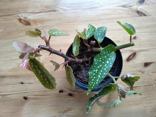 Begonia Tamaya kleine stippenplant kamerplant OPHALEN, Huis en Inrichting, Kamerplanten, Overige soorten, Minder dan 100 cm, Ophalen