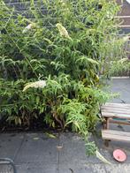 Vlinderstruik wit en paars, Tuin en Terras, Planten | Bomen, Overige soorten, 100 tot 250 cm, Zomer, Ophalen