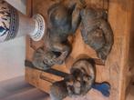 Te koop 3 baby beeldjes, Verzamelen, Beelden en Beeldjes, Ophalen of Verzenden