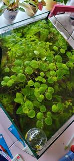 Kikkerbeet plantjes, Ophalen, Plant(en), Steen of Hout