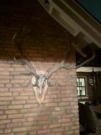 Gewei, Verzamelen, Dierenverzamelingen, Ophalen of Verzenden, Zo goed als nieuw