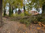 Omgewaaide boom – gratis af te halen in Eindhoven!, Tuin en Terras, Haardhout, 3 tot 6 m³, Ophalen