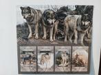 174 Motief, Dier, Dieren, Wolf, Wolven, Ophalen of Verzenden, Dier of Natuur