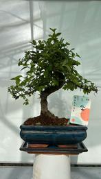 Indoor bonsai in stenen pot. Met schaal, Huis en Inrichting, Ophalen of Verzenden, Cactus, Minder dan 100 cm
