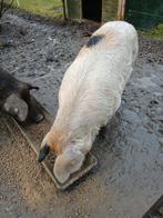 Zeug / varken, Dieren en Toebehoren, Schapen, Geiten en Varkens, Vrouwelijk