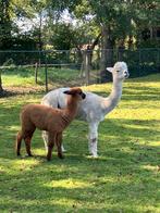 Te koop  alpaca merrie met merrie veulen, Dieren en Toebehoren, Overige Dieren, Augustus, Vrouwelijk