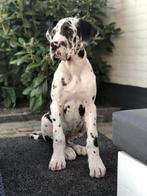 Prachtige duitse doggen pups, Nederland, Overige rassen, CDV (hondenziekte), 8 tot 15 weken