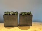 2 grijze bloempotten, Tuin en Terras, Bloempotten, Ophalen, Gebruikt, Vierkant, Tuin